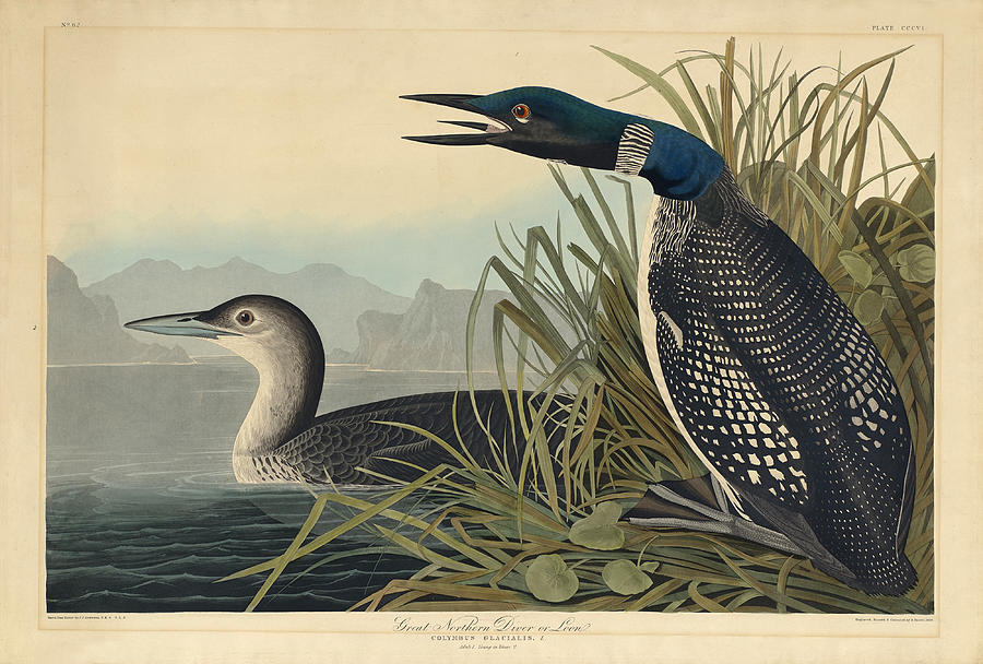 Great Northern Diver or Loon Drawing by Robert Havell