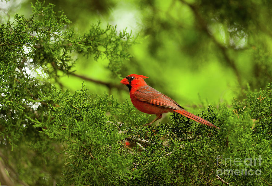 Great Northern Male Cardinal Photograph