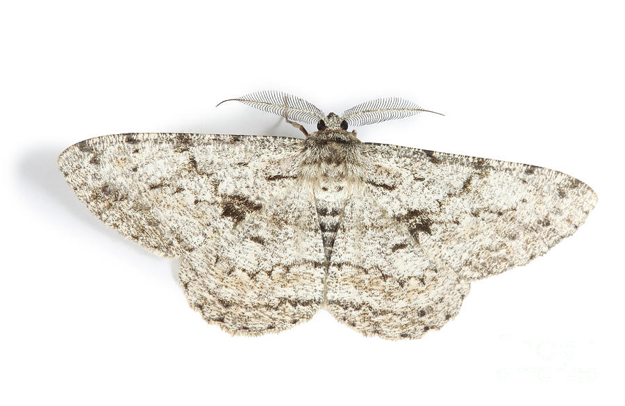 Great Oak Beauty Moth Photograph by Warren Photographic