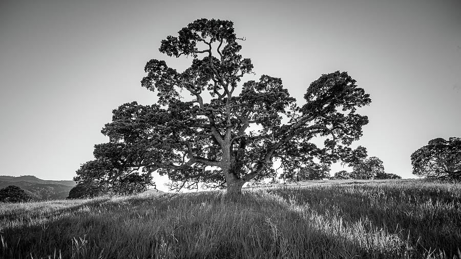 Great Oak Tree Photograph by Mike Fusaro
