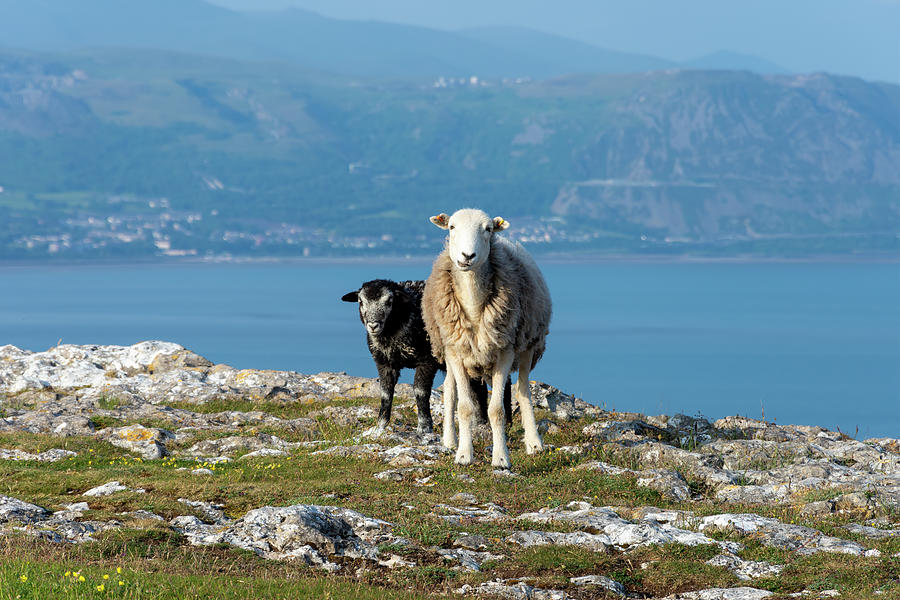 Great Orme sheep Photograph by Steev Stamford