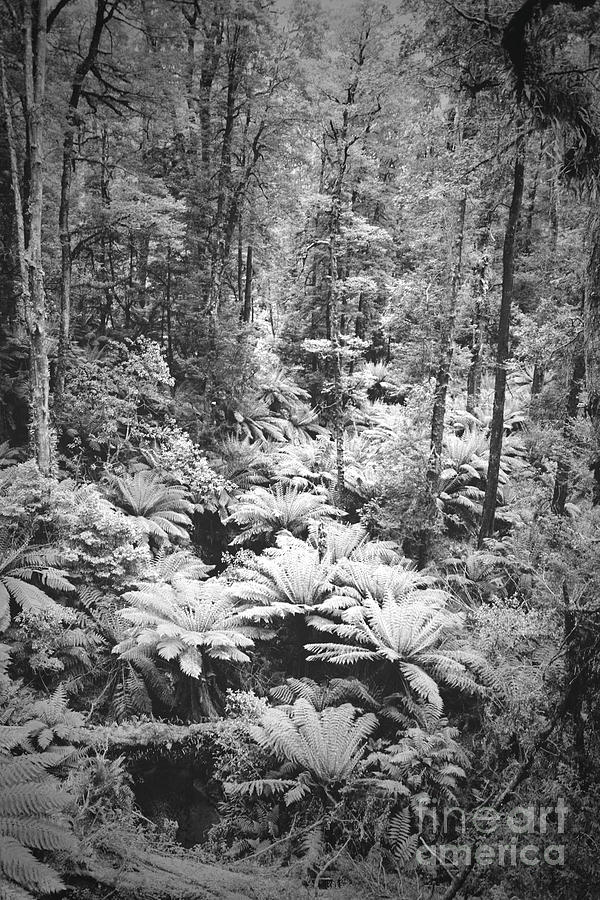 Great Otway Forest 6 Photograph by Cassandra Buckley