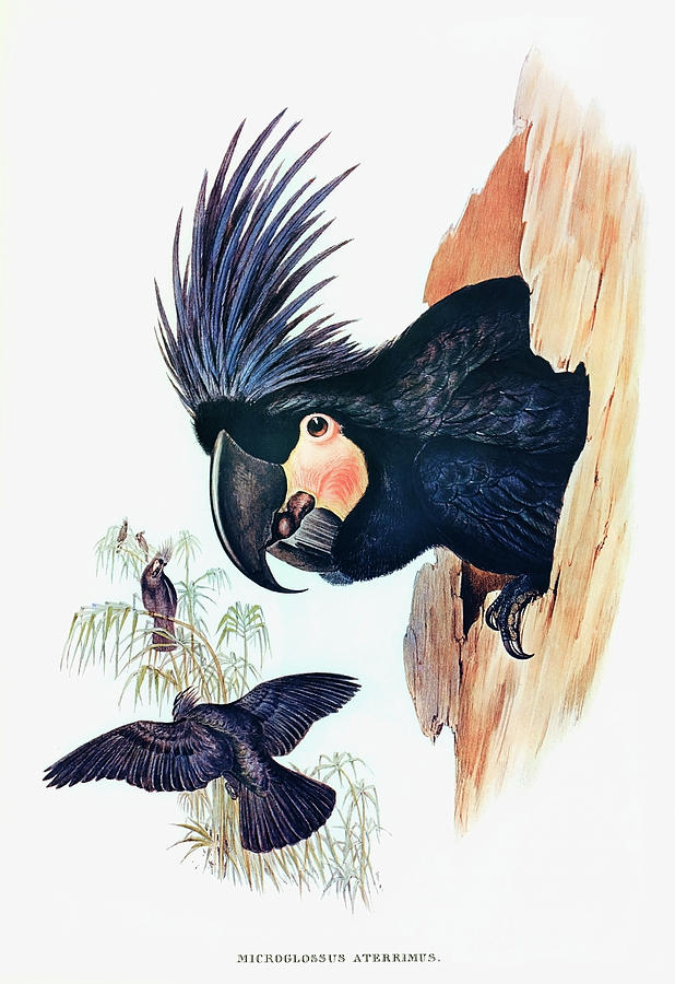 Great Palm-cuckatoo Drawing