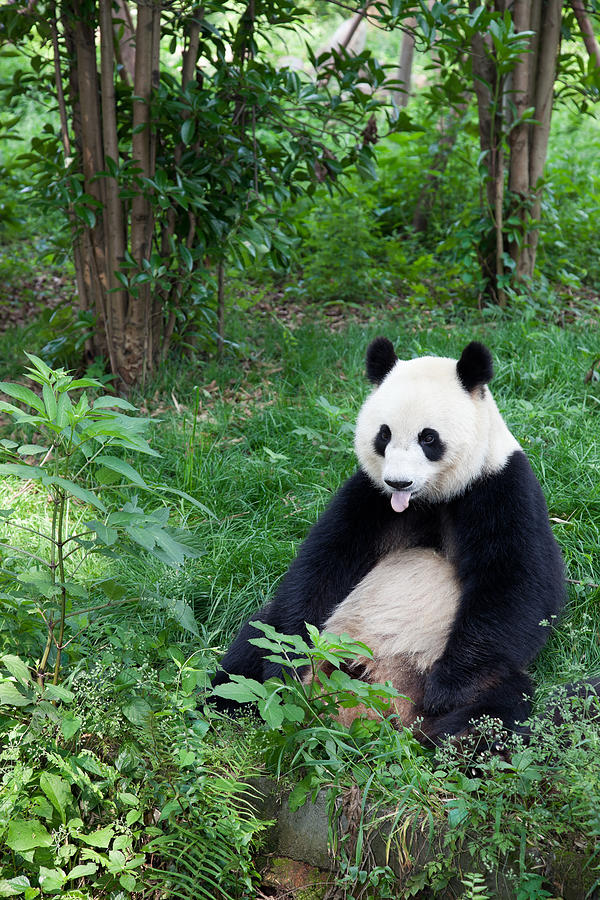 Great Panda showing its tongue - Chengdu, Sichuan Province, China Photograph by Fototrav