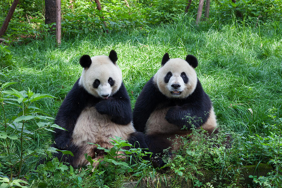 Great Pandas looking at the camera - Chengdu, Sichuan, China Photograph by Fototrav