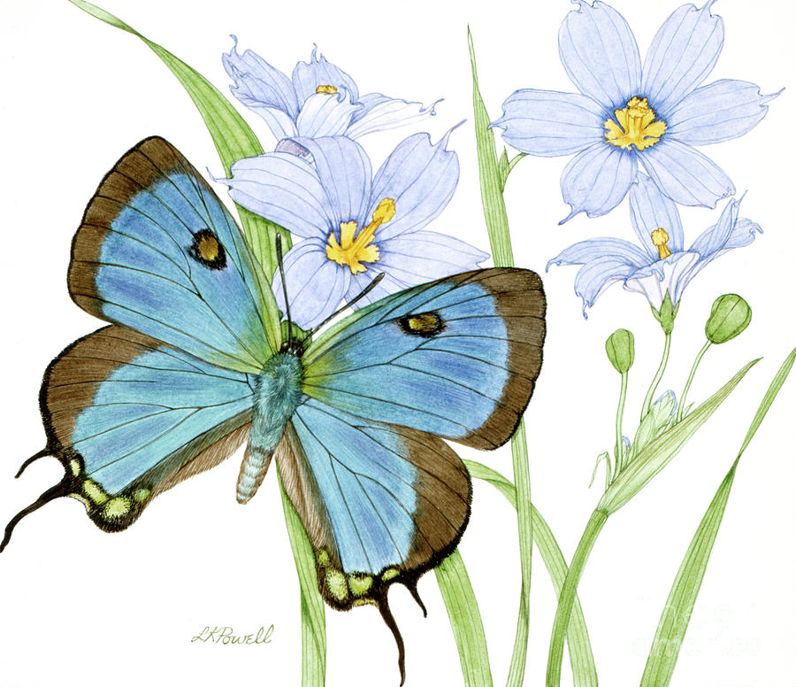 Great Purple Hairstreak Butterfly And Blue-eyed Grass Painting by Linda K Powell