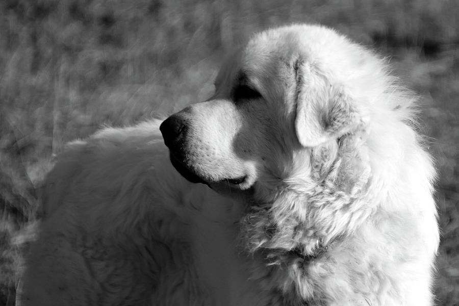 Great Pyrenees 2 Black and White Photograph by Murdocks Gallery