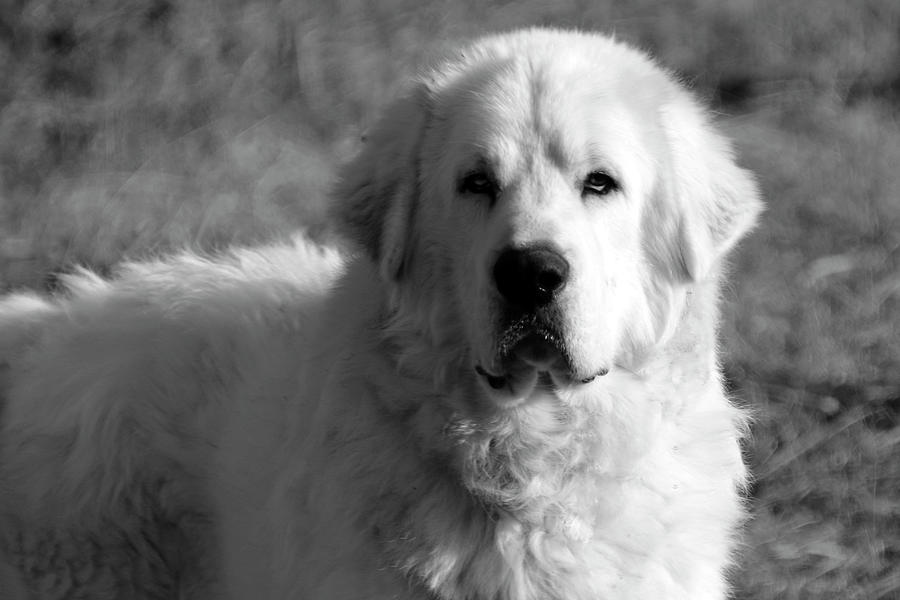 Great Pyrenees Black and White Photograph by Angela Murdock