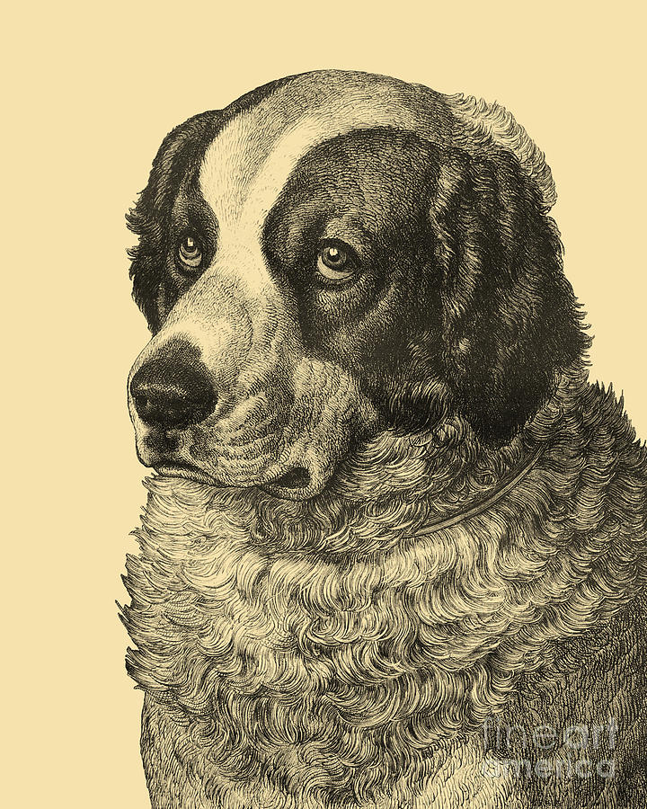 Dog Digital Art - Great Pyrenees dog by Madame Memento