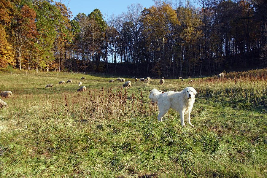 Great Pyrenees Guarding his Flock Photograph by Mike Murdock