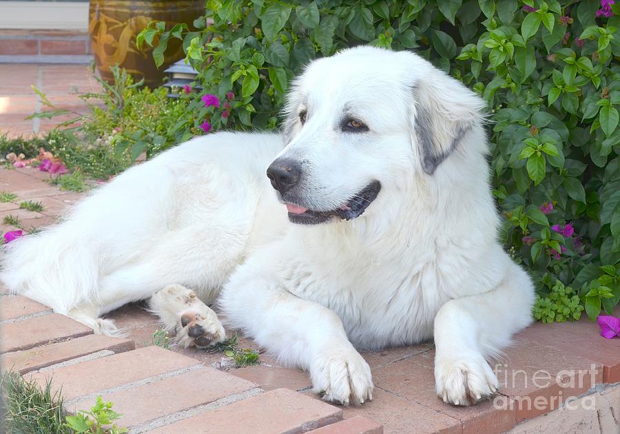 Great Pyrenees Photograph