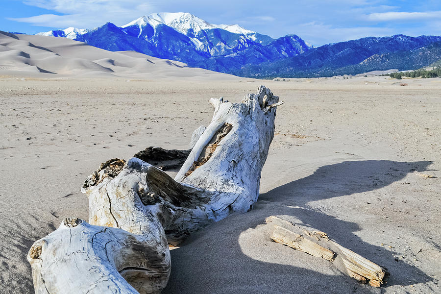 Great Sand Dunes Driftwood Photograph by Kyle Hanson