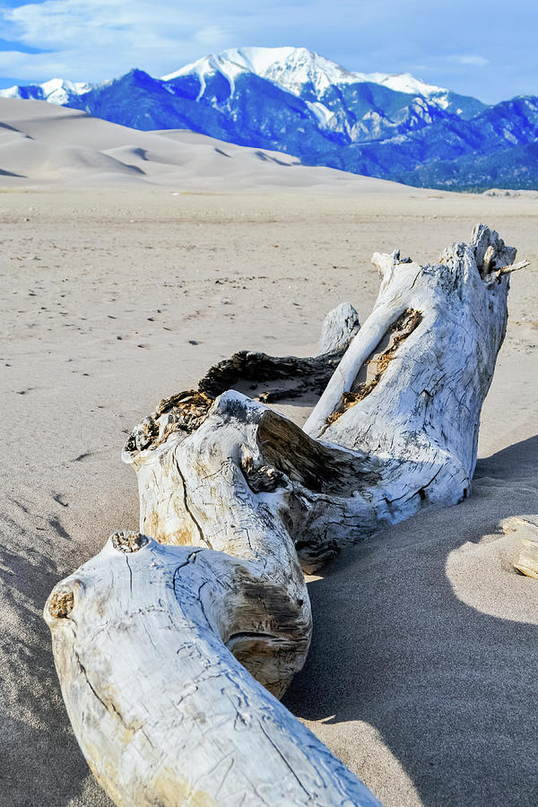 Great Sand Dunes Driftwood Portrait Photograph by Kyle Hanson