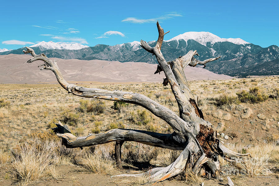 Great Sand Dunes National Park Twisted Tree Photograph by Aloha Art