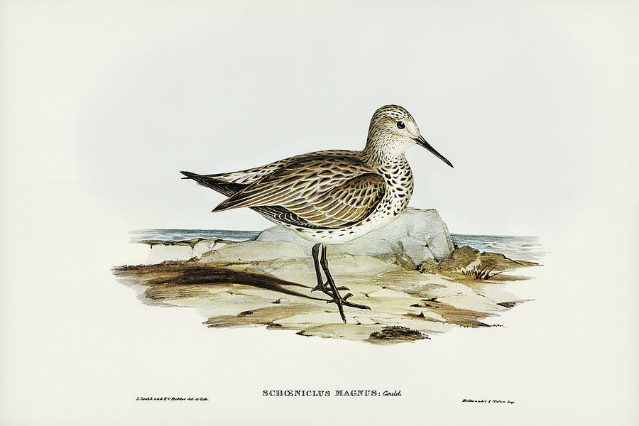 John Gould Drawing - Great Sandpiper, Schoeniclus magnus by John Gould