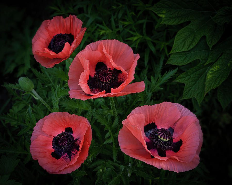 Great Scarlet Poppy Flowers I Photograph by Lily Malor