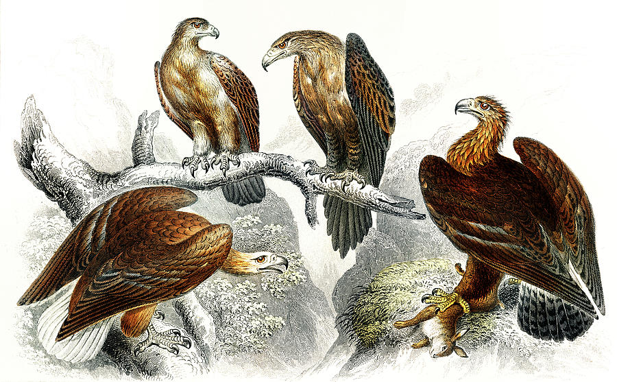 Great Sea Eagle, Golden Eagle, Small Cape Eagle, And Wedge Tailed Eagle Drawing