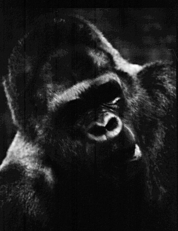 Great Silverback Photograph by Carol Neal-Chicago