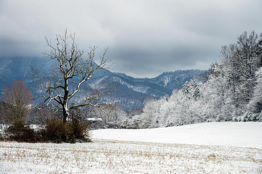 Great Smoky Mountains Tennessee Gnarled Winter Photograph by Robert Stephens