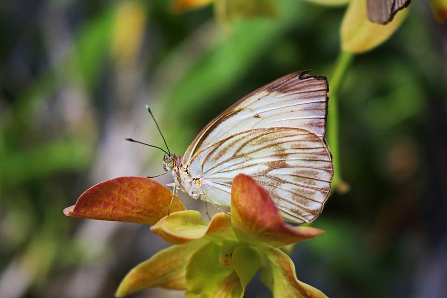Great Southern White Butterfly Photograph by Michiale Schneider