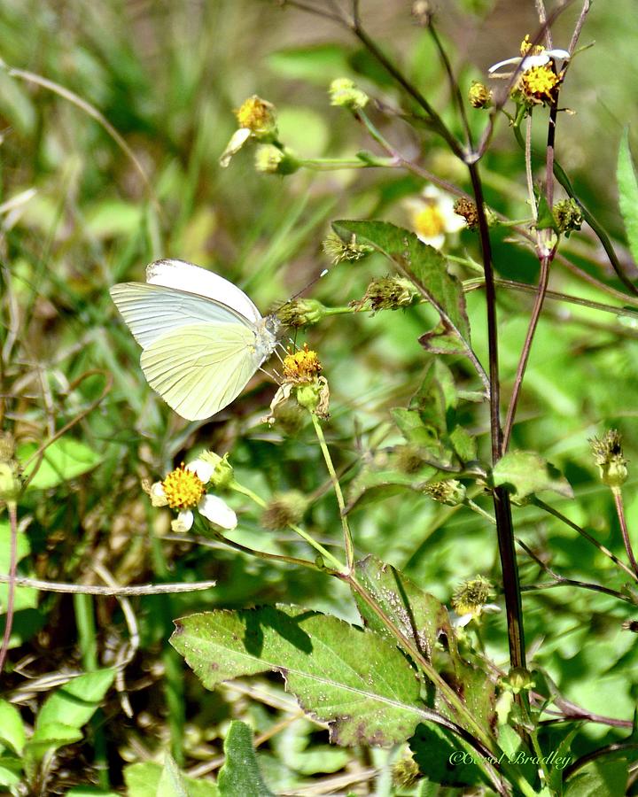 Great Southern White On Spanish Needles Photograph By Carol Bradley Fine Art America 0589