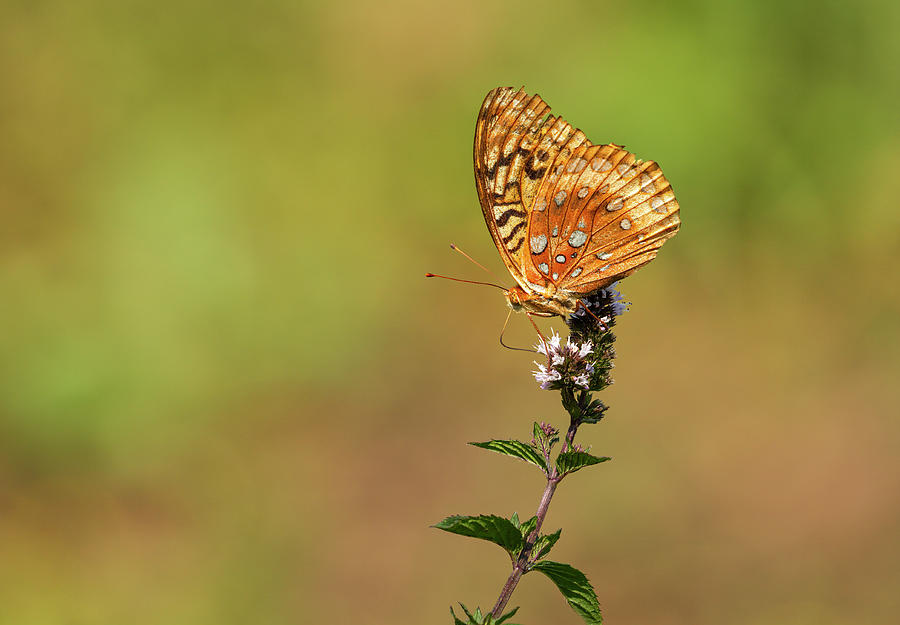 Great Spangled Fritillary 2013-1 Photograph by Thomas Young