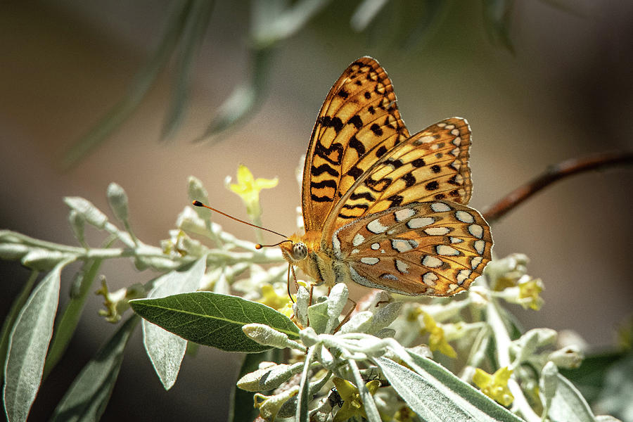 Great Spangled Fritillary 7209 Photograph by Janis Knight