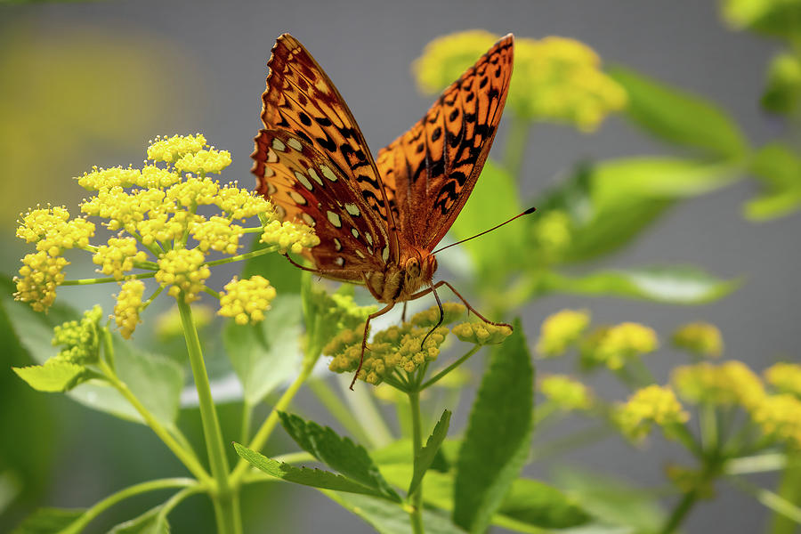 Great Spangled Fritillary Butterfly Photograph by Allin Sorenson