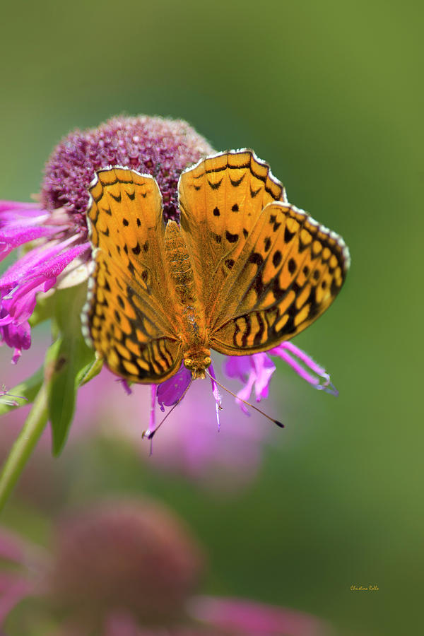 Great Spangled Fritillary Butterfly Photograph by Christina Rollo