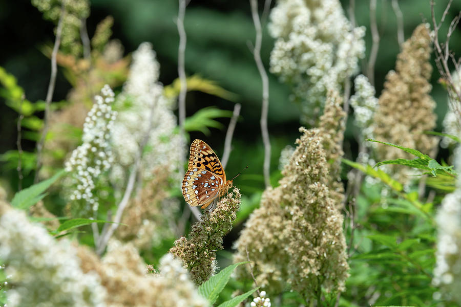 Great Spangled Fritillary Butterfly Photograph by Rose Guinther
