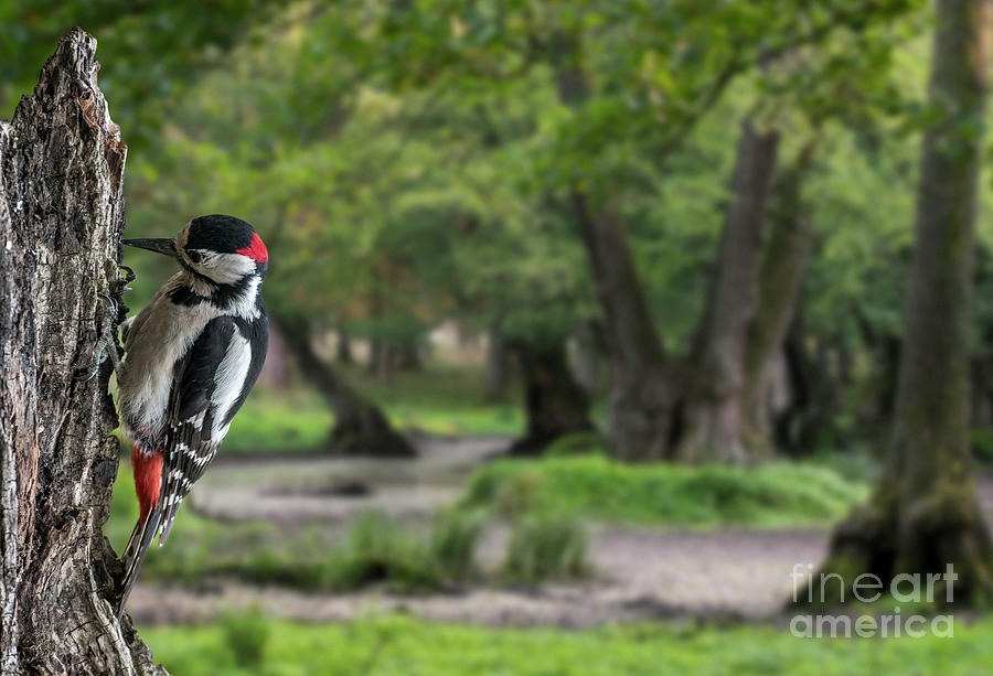 Great Spotted Woodpecker Photograph by Arterra Picture Library