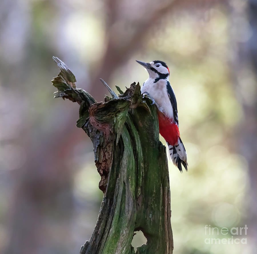 Great Spotted Woodpecker, Dendrocopos major Photograph by Louise Heusinkveld