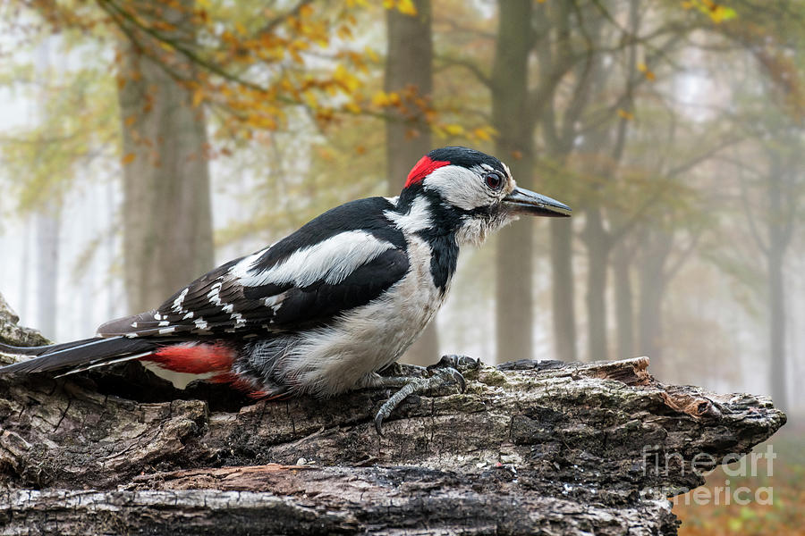Great Spotted Woodpecker in Autumn Forest Photograph by Arterra Picture Library