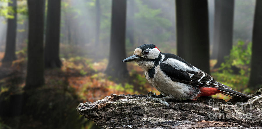 Great Spotted Woodpecker in Dark Forest Photograph by Arterra Picture Library