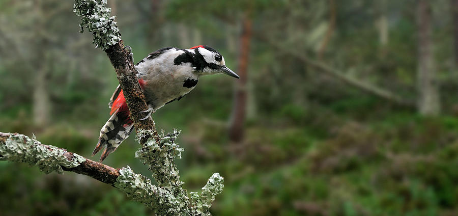 Great Spotted Woodpecker in Pine Forest Photograph by Arterra Picture Library