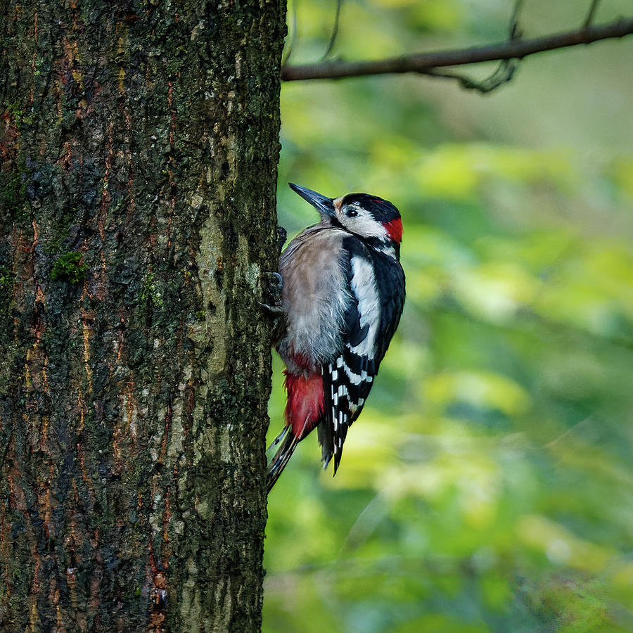 Great Spotted Woodpecker Photograph by James Lamb Photo