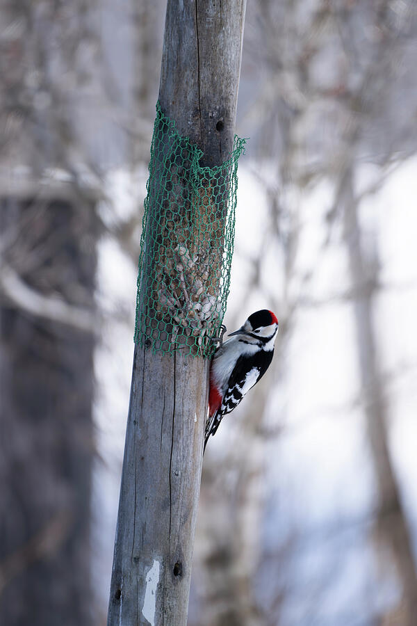 Great Spotted Woodpecker Photograph by Kiran Joshi