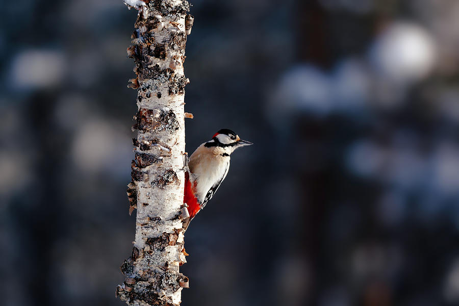 Great spotted woodpecker looking towards setting sun Photograph by Murray Rudd
