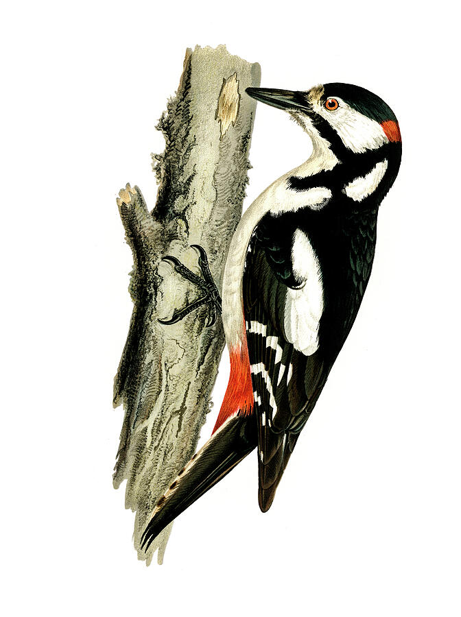 Great Spotted Woodpecker-male Drawing