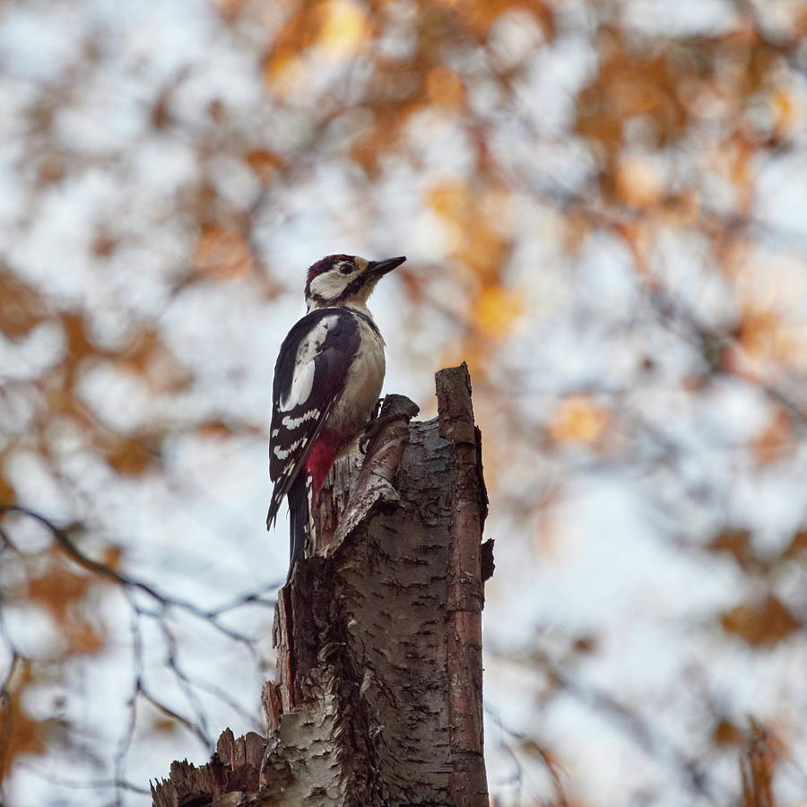 Great spotted woodpecker on top Photograph by Jouko Lehto