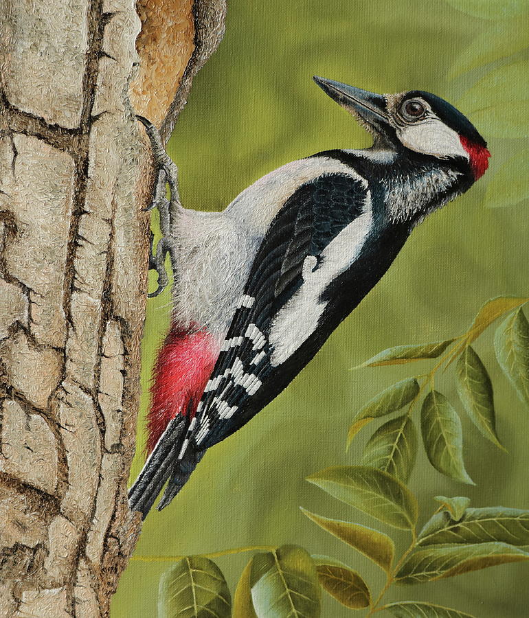 Great spotted woodpecker Painting by Russell Hinckley