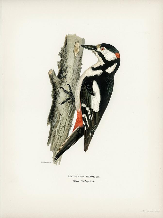 Great Spotted Woodpecker Mixed Media by World Art Collective