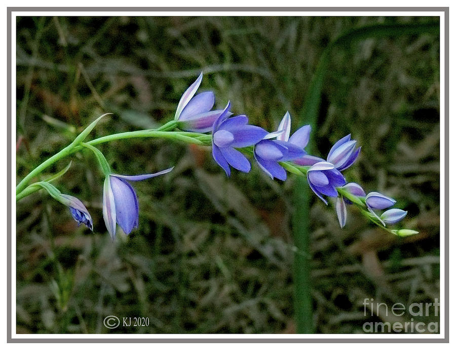 Great Sun Orchid - Thelymitra grandiflora Photograph by Klaus Jaritz