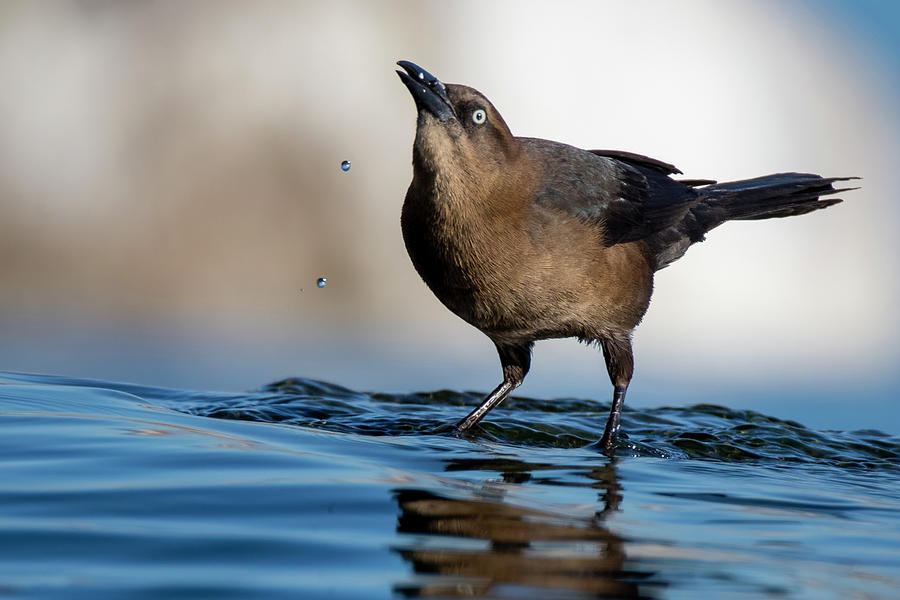 Great-tailed Grackle 7025-021422-2 Photograph by Tam Ryan