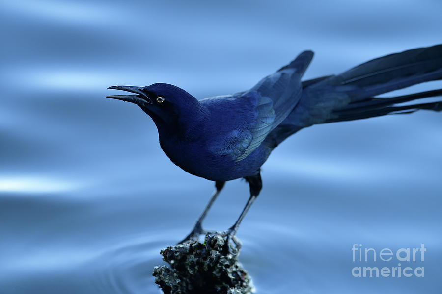 Great-tailed Grackle Photograph by Amazing Action Photo Video