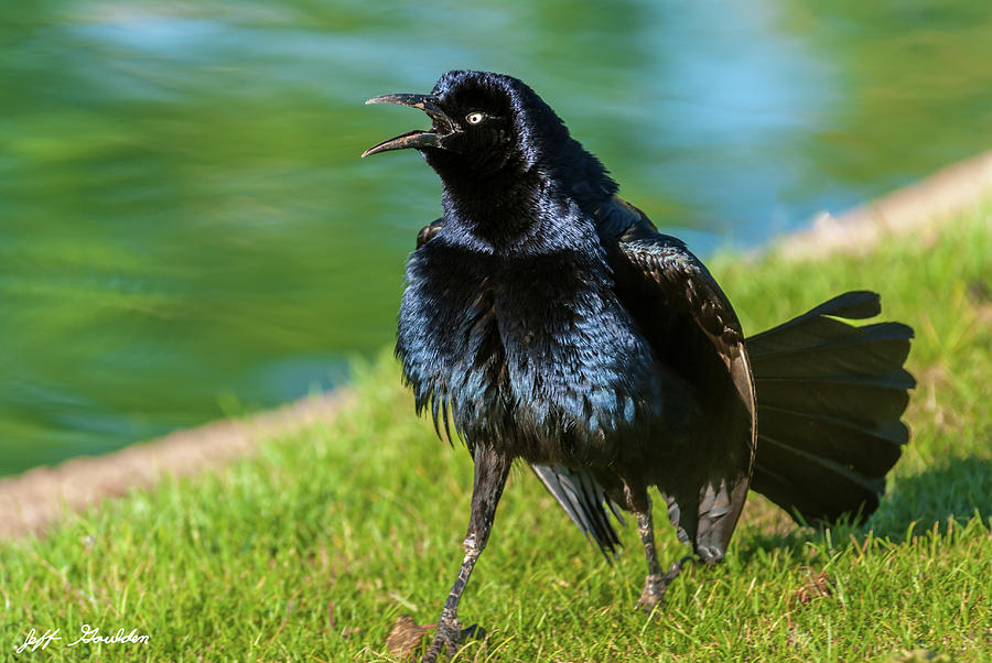 Great-Tailed Grackle Courtship Display Photograph by Jeff Goulden