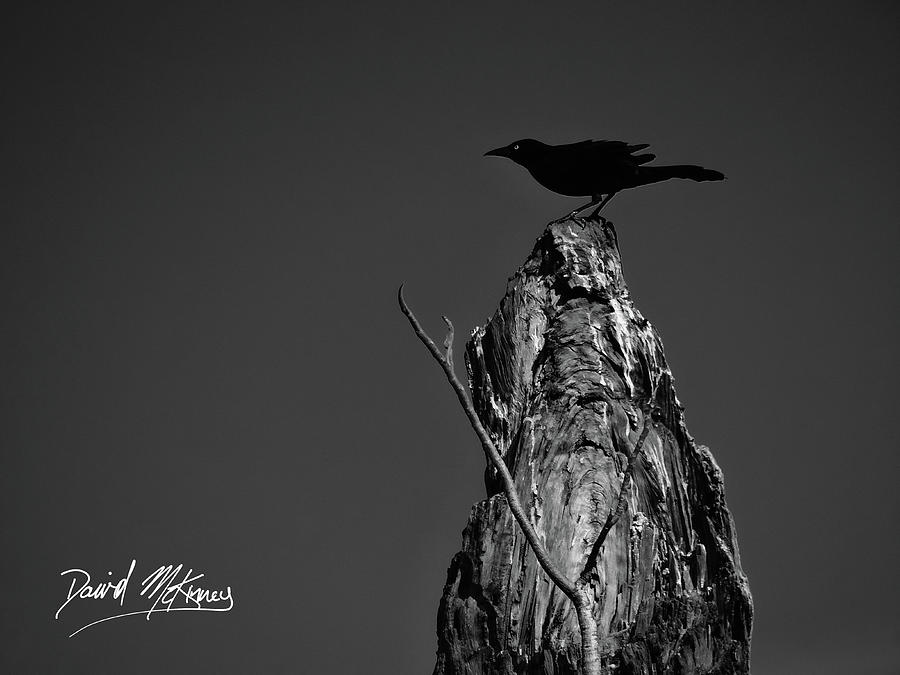 Bird Photograph - Great-tailed Grackle by David McKinney