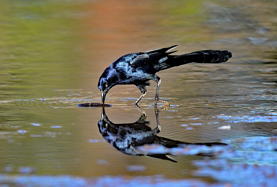 Great-tailed Grackle down for a drink Photograph by Amazing Action Photo Video