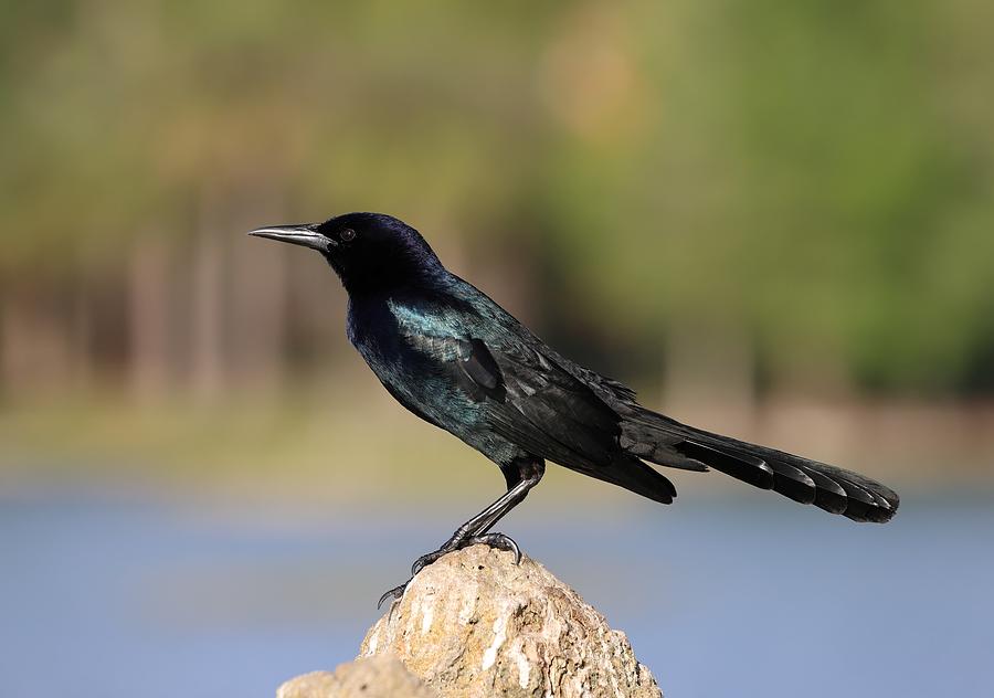 Boat-tailed Grackle Photograph by Mingming Jiang