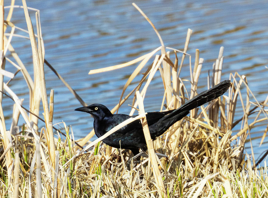 Great-tailed Grackle Photograph
